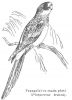 Ordinul Psittaciformes – Papagalii